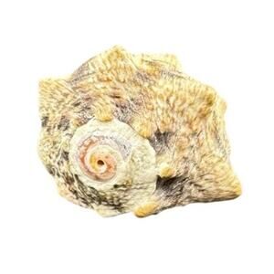 Natural Seashell Atlantic Ocean Gastropod Striated .75 Inch Harvested 1980s